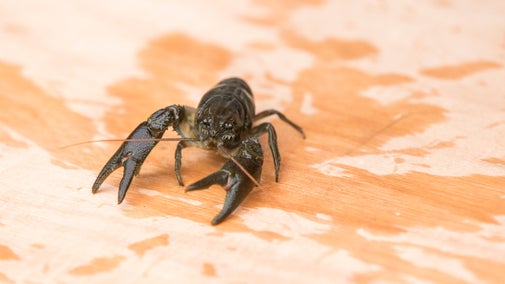 A white-clawed crayfish at Wallington, Northumberland